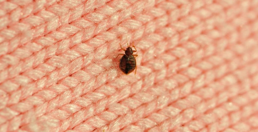 Tuez toutes les punaises de lit de votre maison Tuez toutes les punaises de lit de votre maison